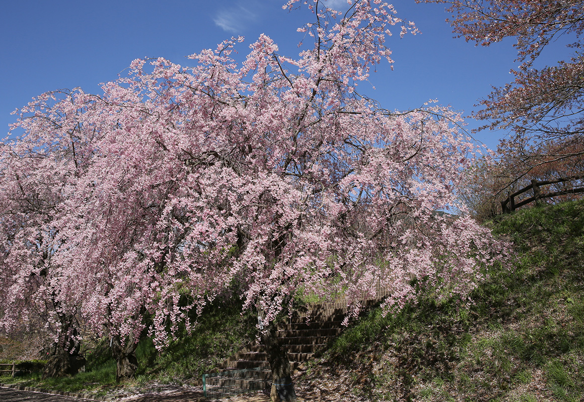 大草城址公園