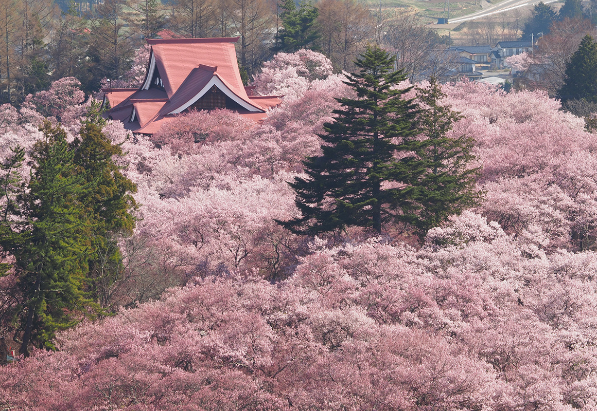 高遠城址公園