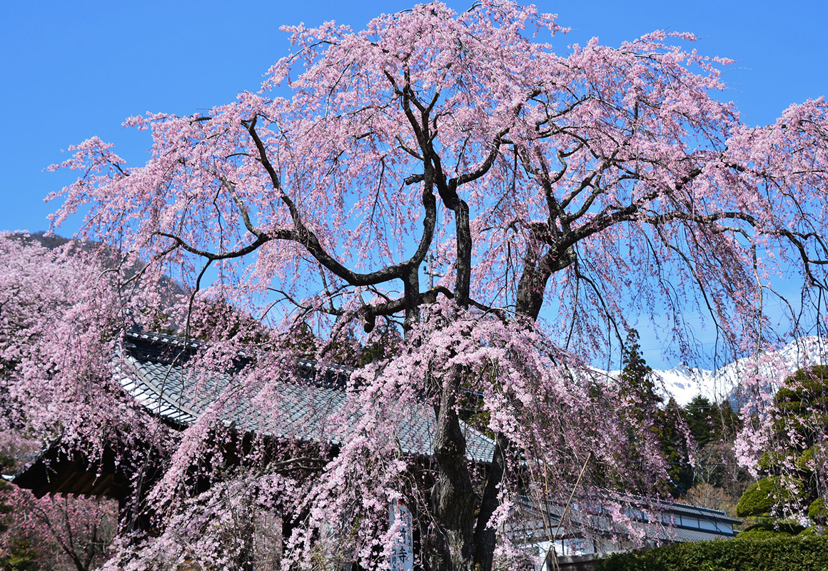 光前寺しだれ桜