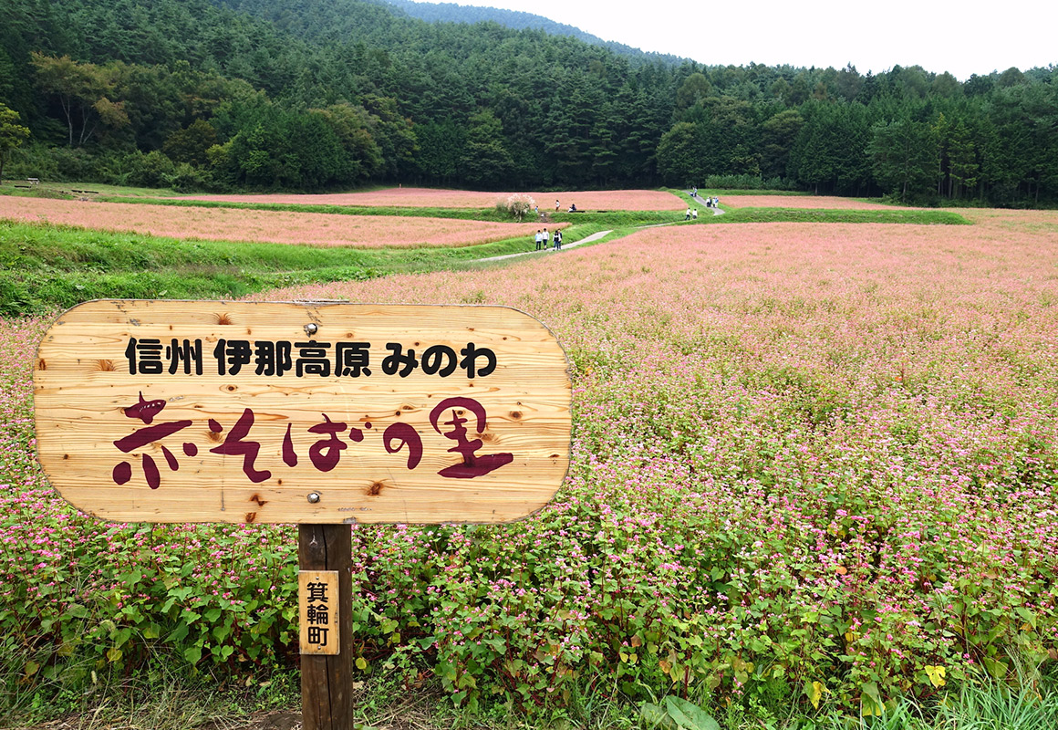 赤そばのお花畑